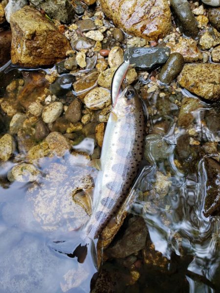 リベンジならず