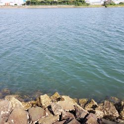 シーバスリベンジ