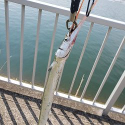 シーバスリベンジ2