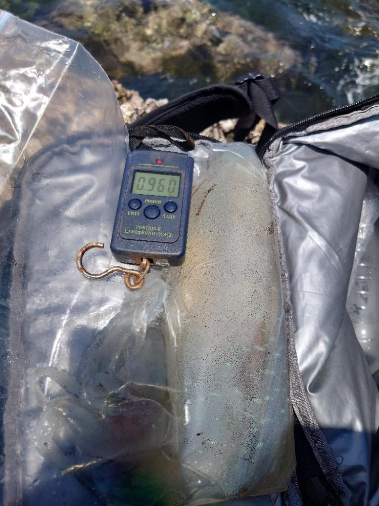 ランガンエギングIN対馬