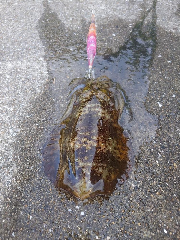 夕マズメエギングIN対馬