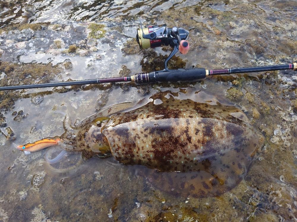 デイエギングIN対馬