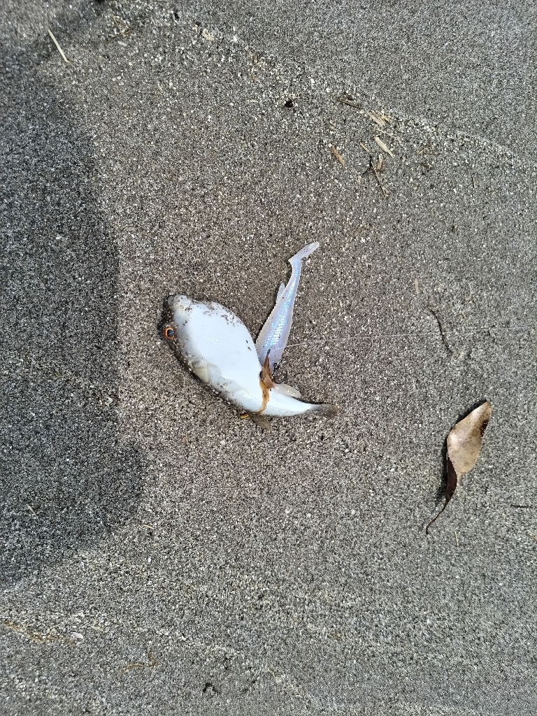 オキザヨリ釣れました!