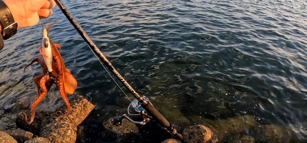 タコタコタコエイ(; ꒪ㅿ꒪)