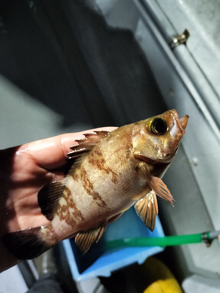 松兵衛さんでロックフィッシュ便☆