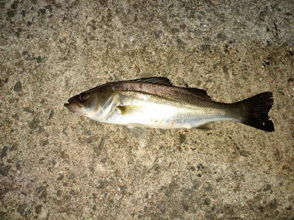 キビレ後セイゴ