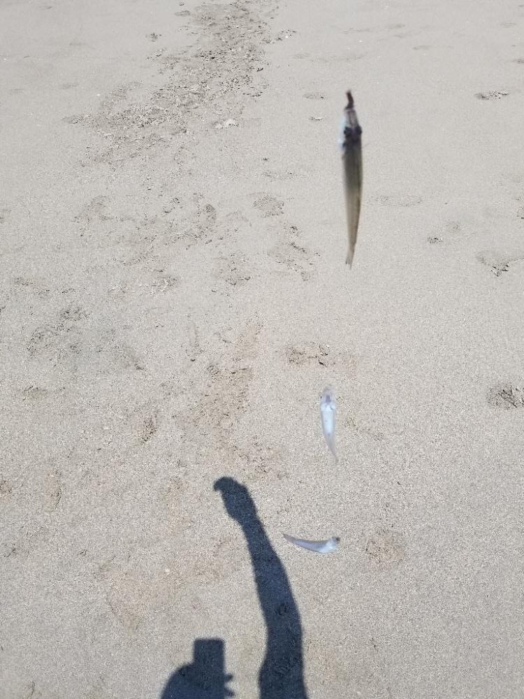 近場でキス釣り