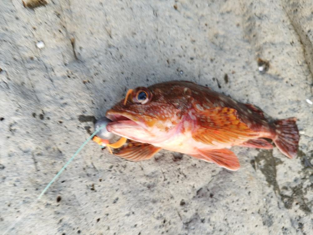 自作タイラバでアコウ