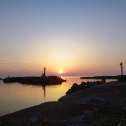 ついに来た!春イカ