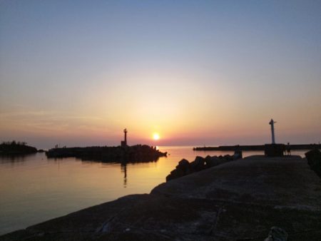 ついに来た!春イカ