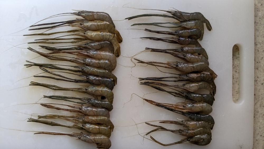 霞ヶ浦テナガエビ 絶好調