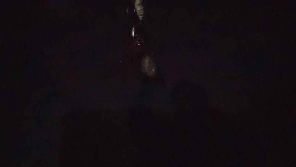 🐙ミニモニタコちゃん🐙