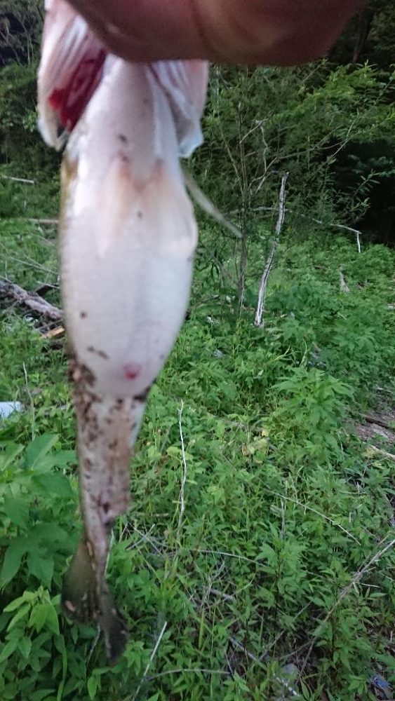 パワーフィネスで2本