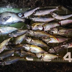 アジングメバリング＠泉南