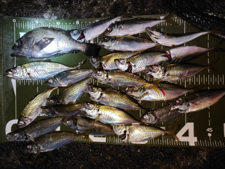 アジングメバリング＠泉南