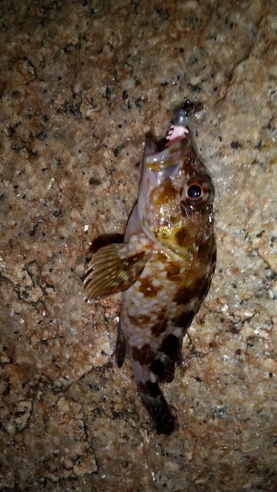 やっとメバルが釣れました。