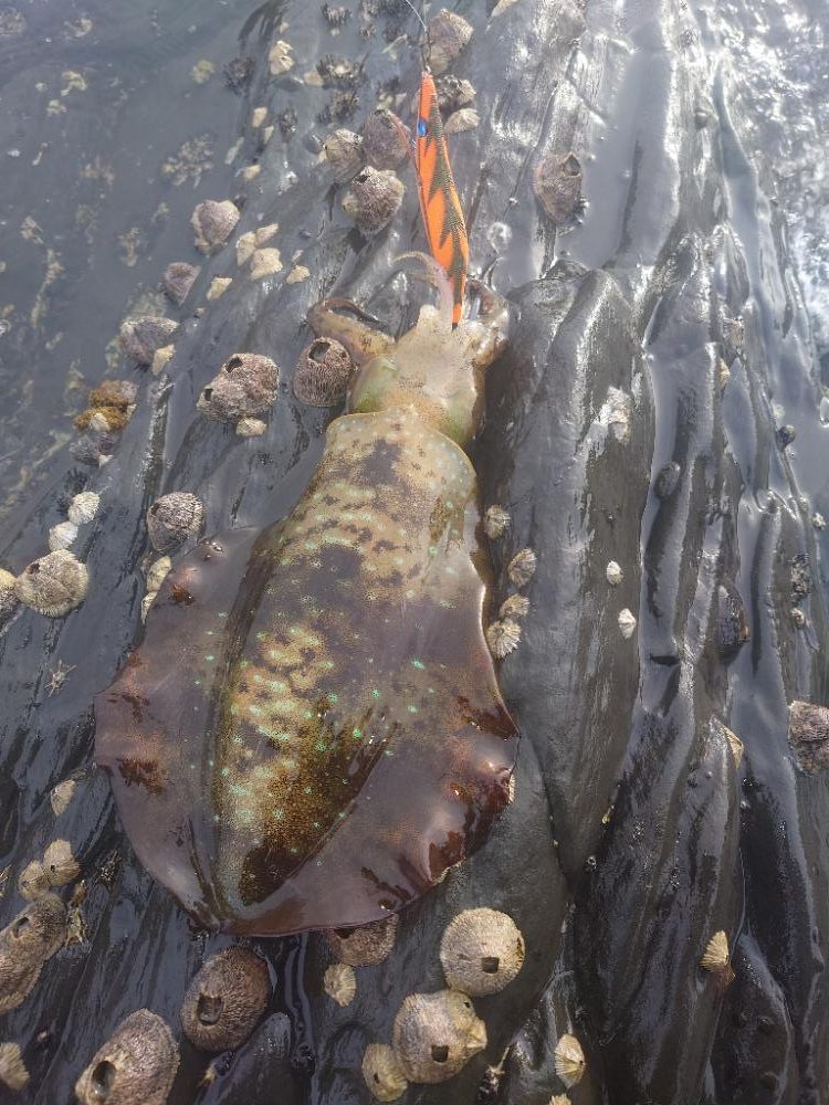 ぷち遠征エギング②IN対馬