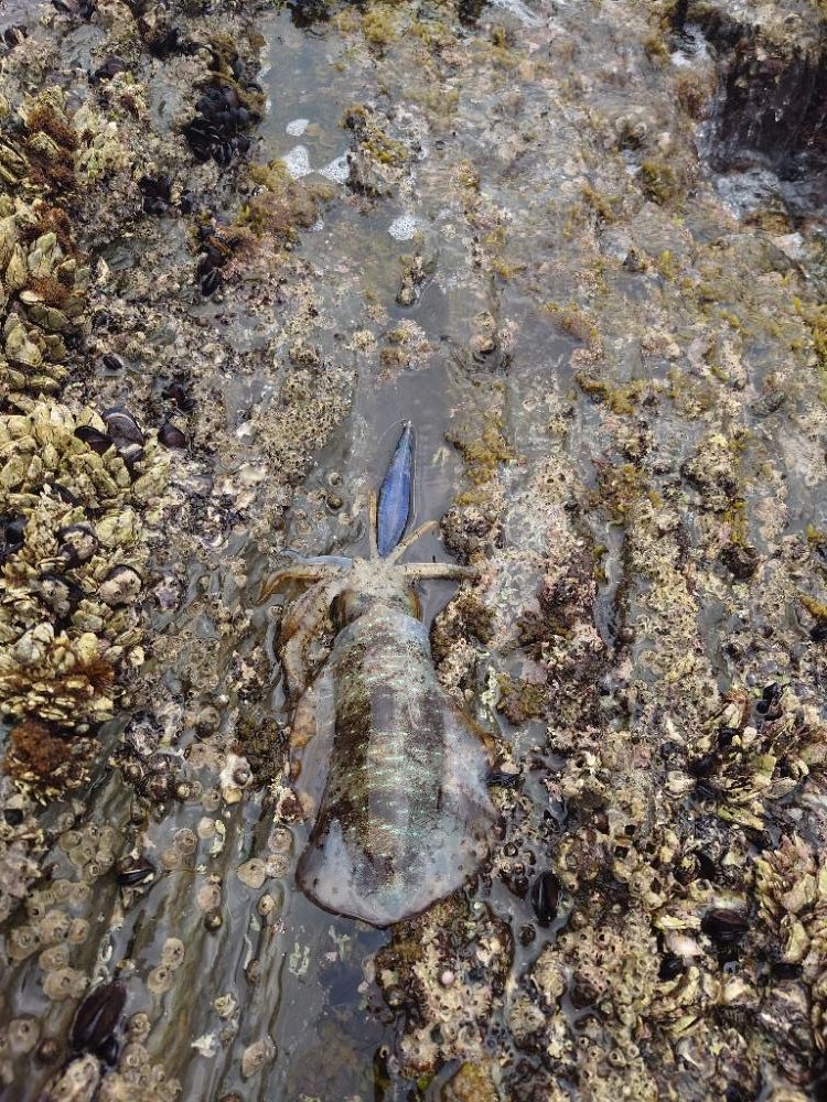 ランガンエギングIN対馬