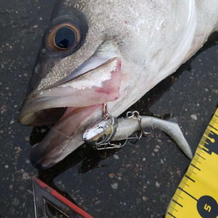 御無沙汰、鱸さん！