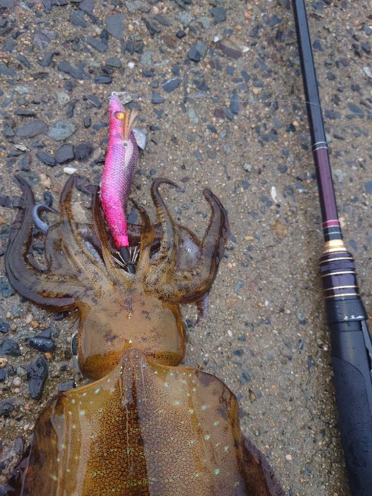 雨エギングIN対馬