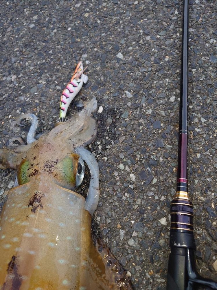 夕方短時間エギングIN対馬