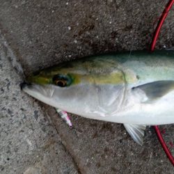 プチsalt water game