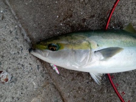 プチsalt water game