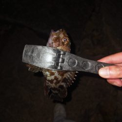 シーズンイン！