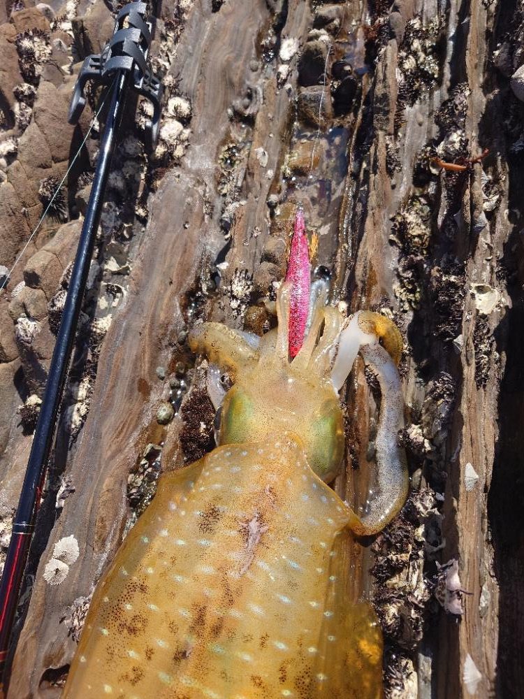 久々エギングIN対馬