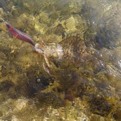 短時間エギングIN対馬