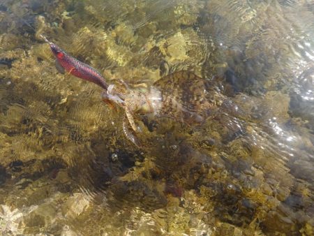 短時間エギングIN対馬