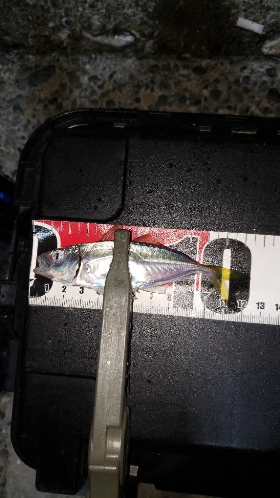 新規さんとコラボ釣行。