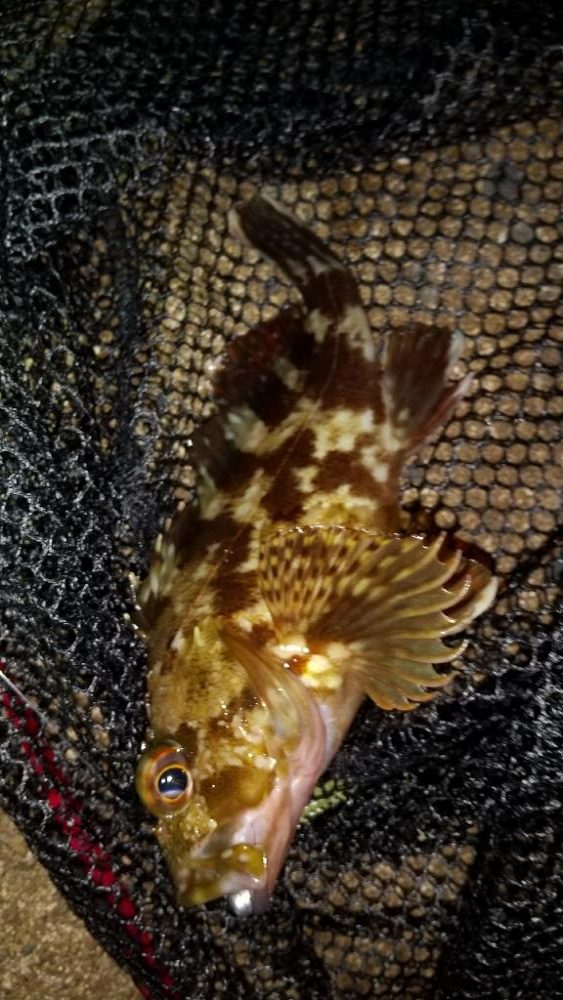 メバルを求めて