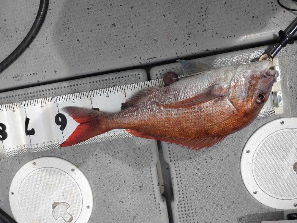 小潮で頑張ったタイラバ