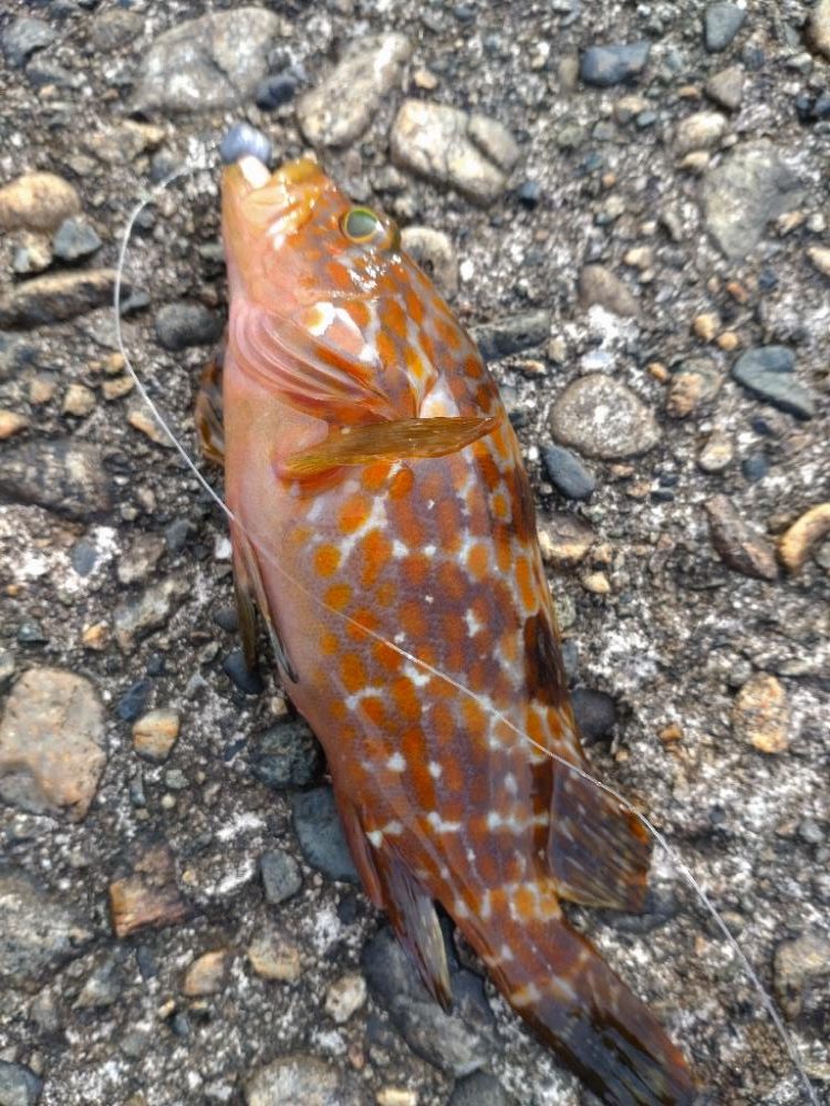 ヒラメ1枚、突変カレイ1枚！キジハタ、あなはぜ！