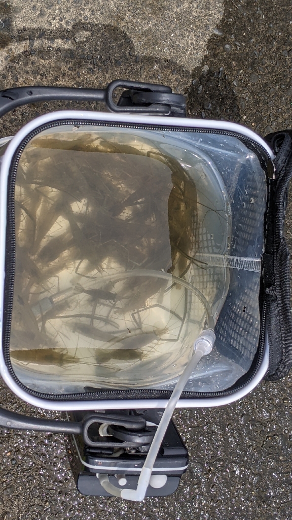 霞ヶ浦 テナガエビ 束越え