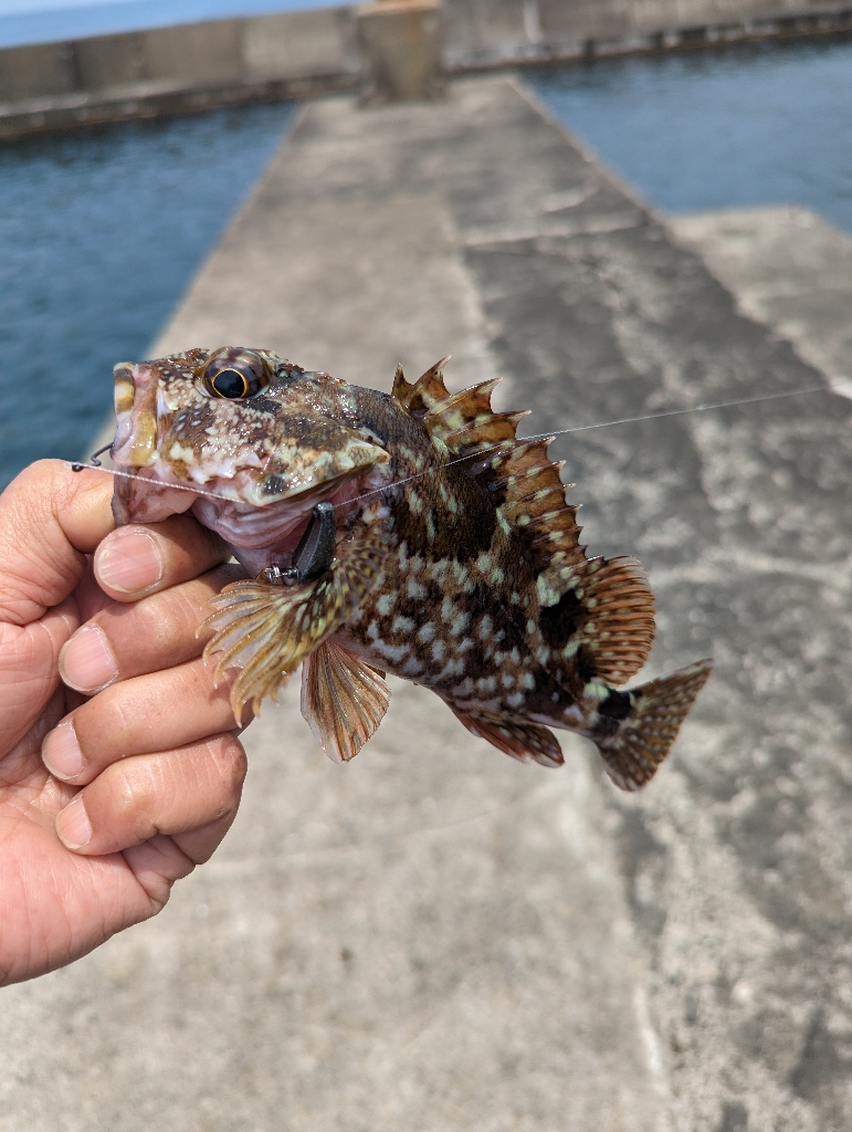 陸っぱり釣行記