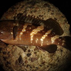 ちょい釣り20230624