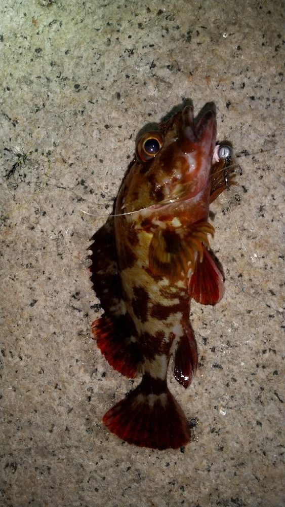 メバルを求めて