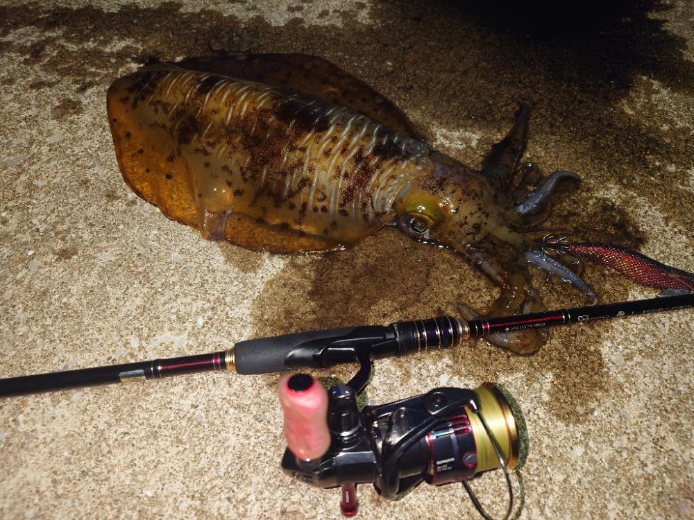 ぷち遠征エギングIN対馬