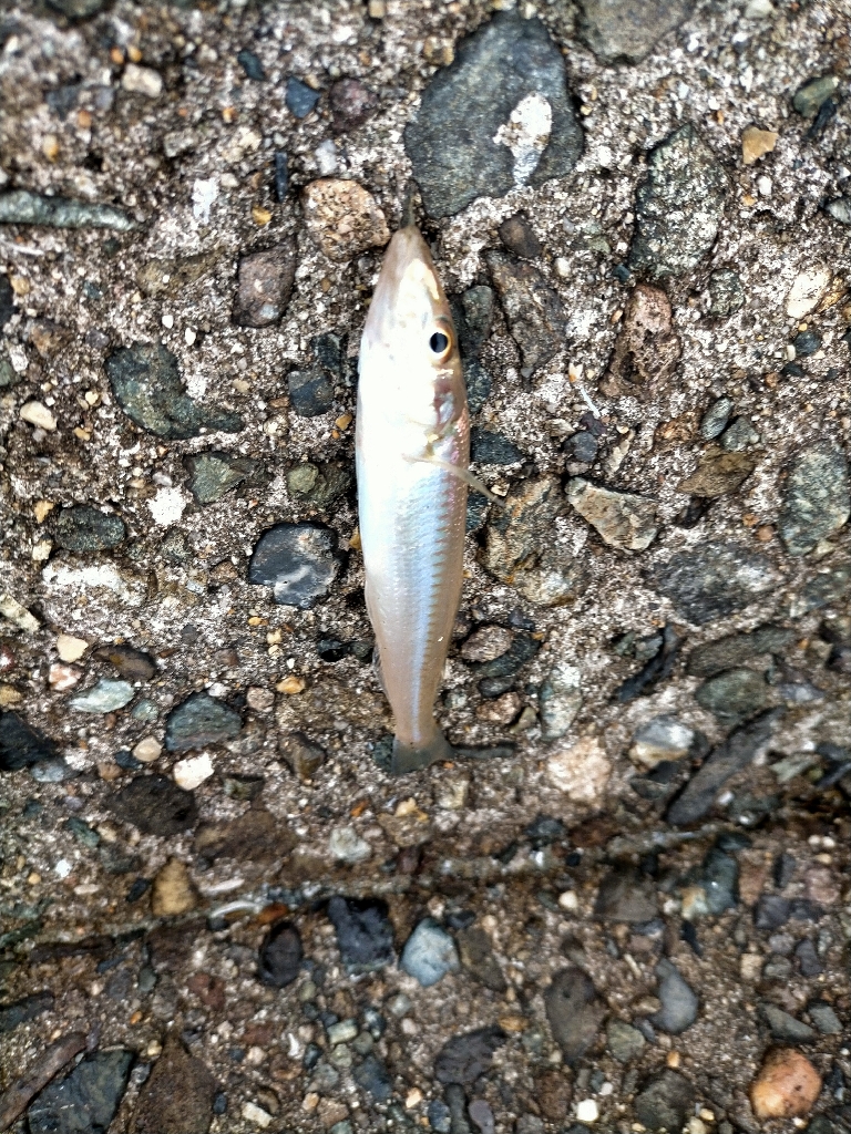 またまた接待キス!!