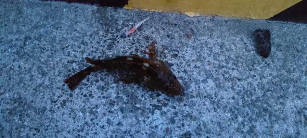 目当ての魚は釣れず