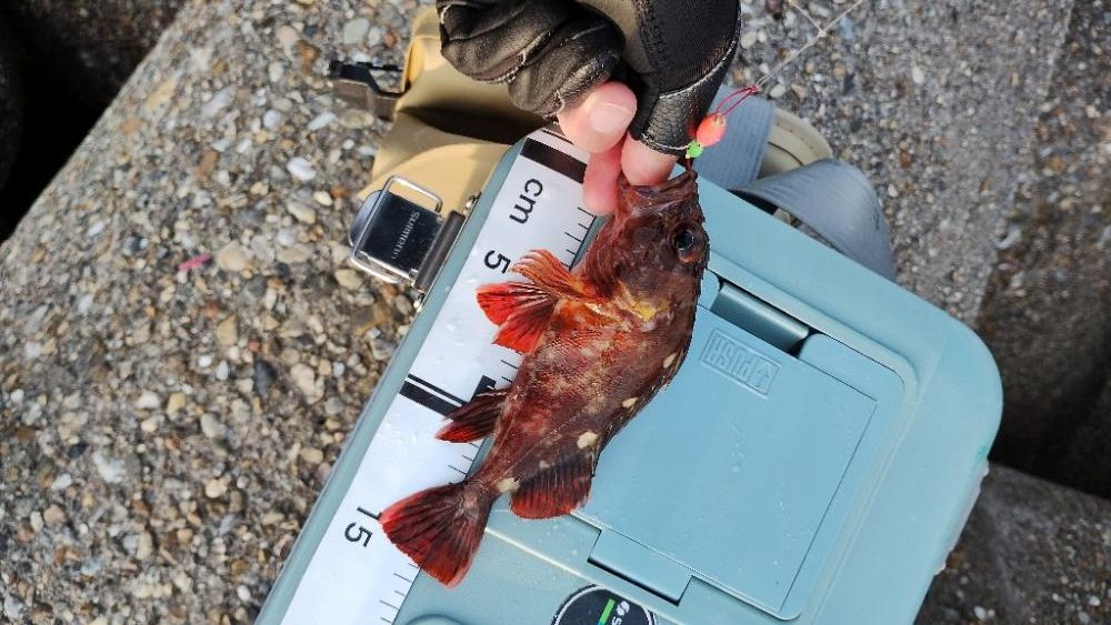 たまらず穴釣り