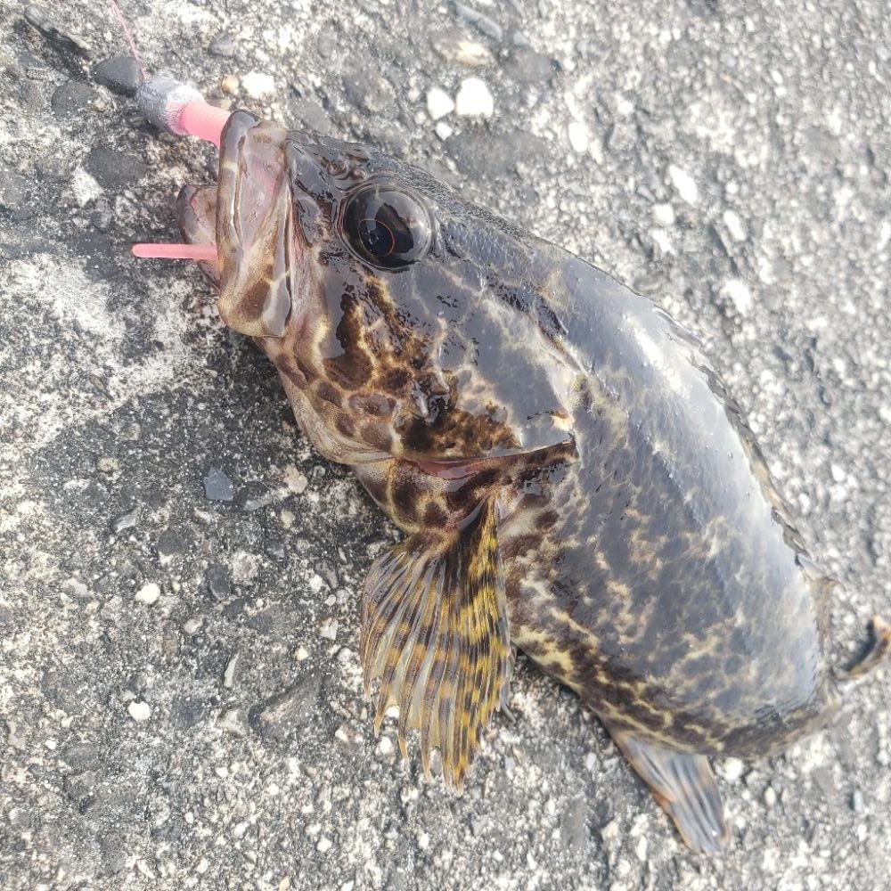 ロックフィッシュ釣行