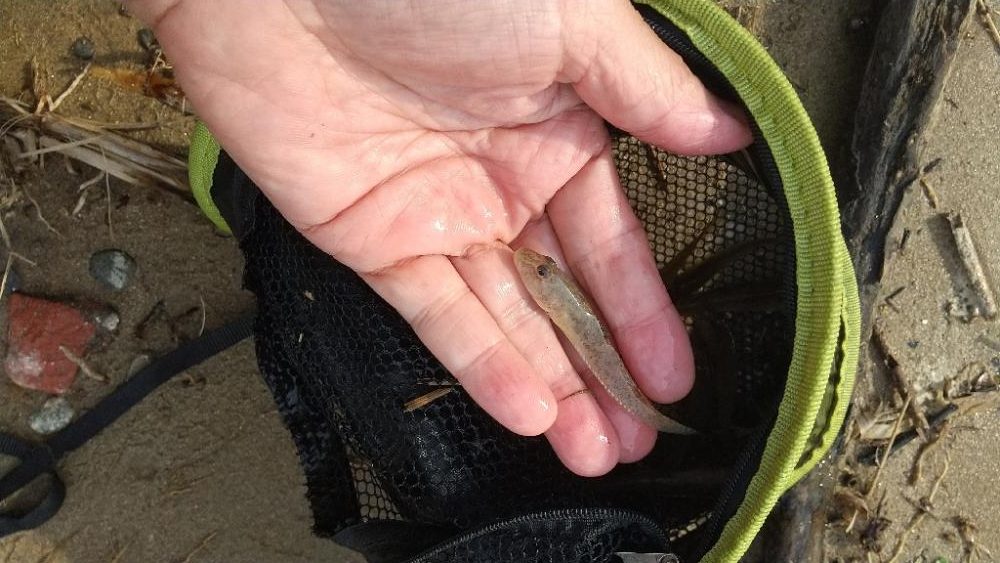 デキハゼ釣り〜淀川