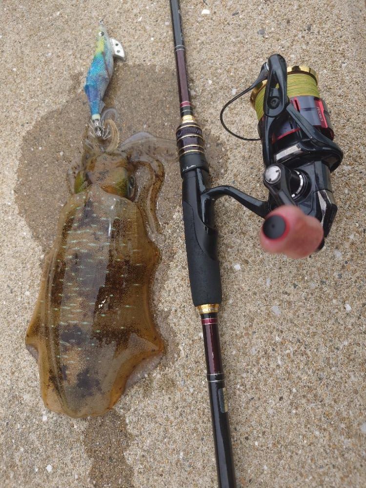 ランガンエギングIN対馬