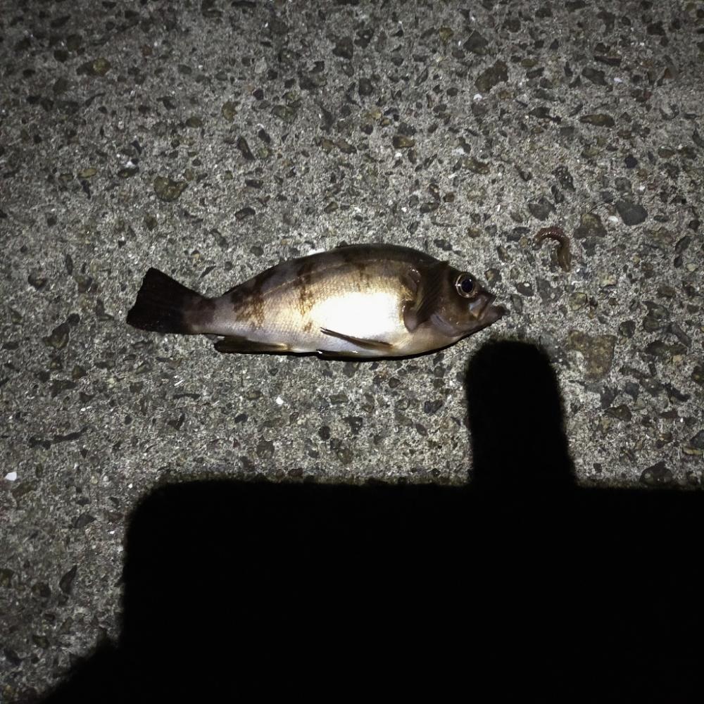 久々の通し釣行