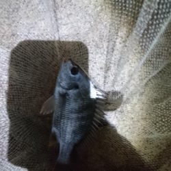 安定のチニング