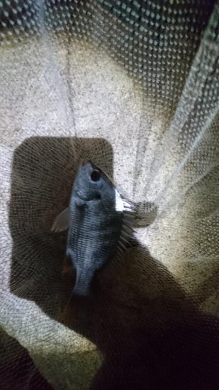 安定のチニング