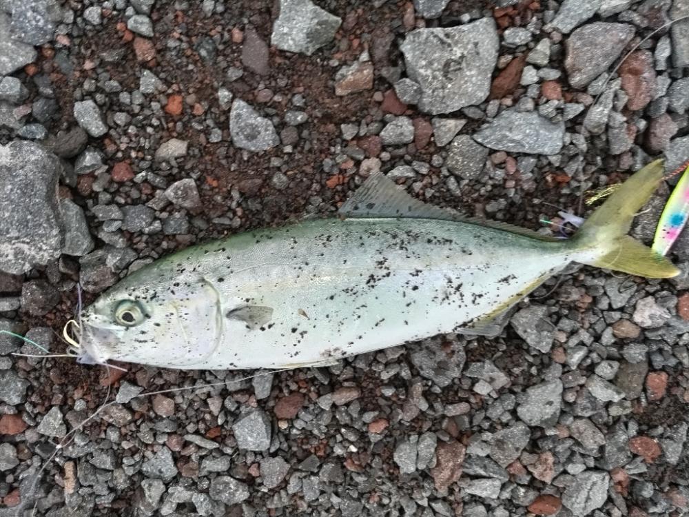 ヤズ（ブリの幼魚）釣れました。